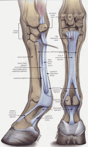 Photo of diagram of horses legs and hooves
