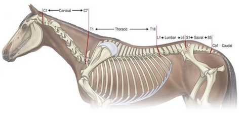Diagram of back and the T-18 vertebrae area