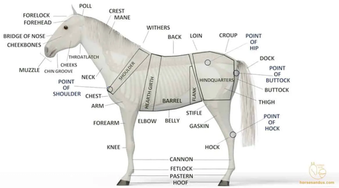 Diagram of horse and all the different body parts