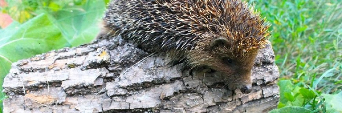 Hedgehog On A Log