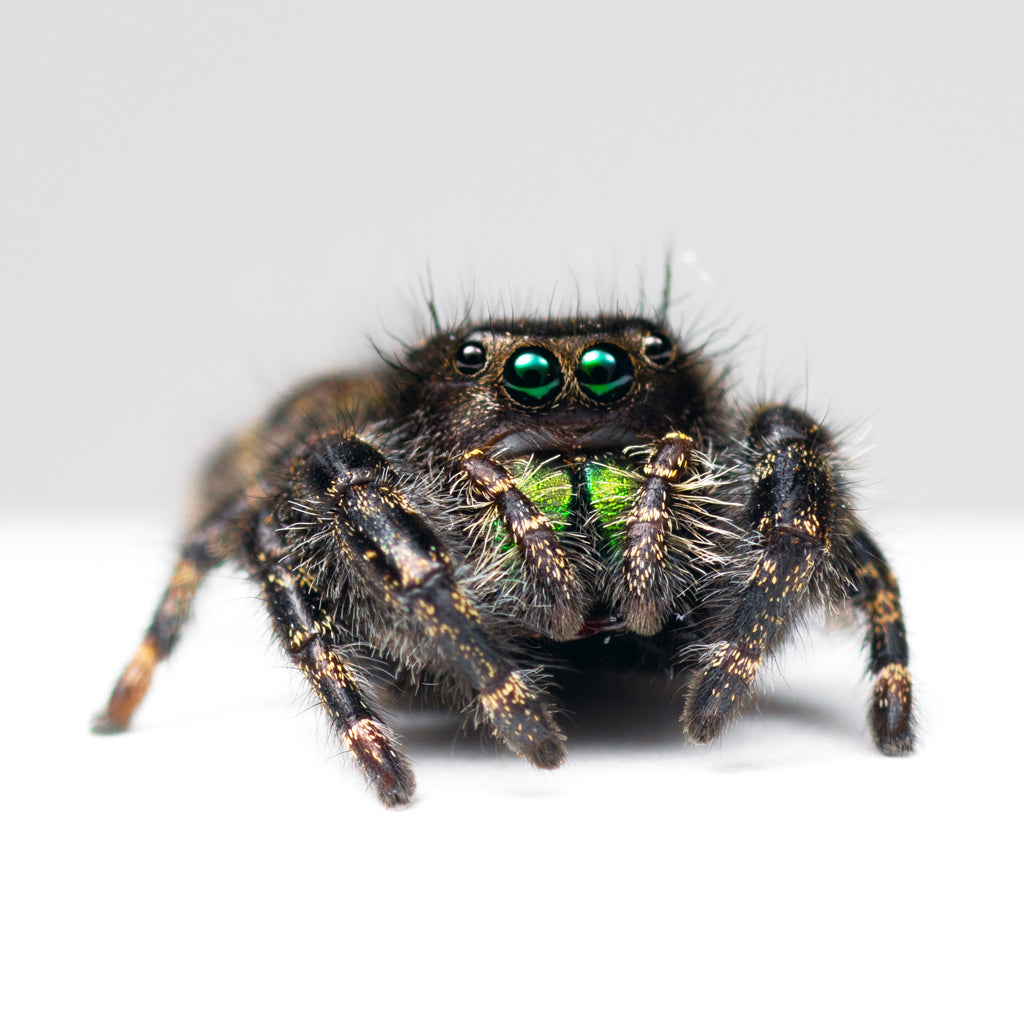 daring jumping spider