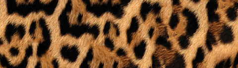 Leopard print header