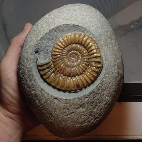 <img src="/product_images/uploaded_images/ammonite-fossil-how-to-clean-an-ammonite-fossil-arnioceras-abrasive-dolomite-powder-abrasive-zoic.jpg" alt="ammonite fossil prep cleaning service wobbly fossiler james carroll zoic palaeotech zoic chicago air abrasive air scribe pneumatic hammer fossils arnioceras charmouth lyme regis" title="ammonite fossil prep cleaning service wobbly fossiler james carroll zoic palaeotech zoic chicago air abrasive air scribe pneumatic hammer fossils arnioceras charmouth lyme regis