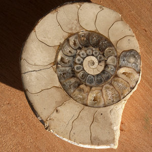 ammonite cut and polished cutting with a rock saw lapidary shiny crystal