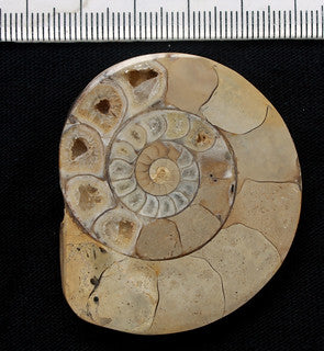 ammonite cut and polished cutting with a rock saw lapidary shiny crystal