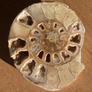 ammonite cut and polished cutting with a rock saw lapidary shiny crystal