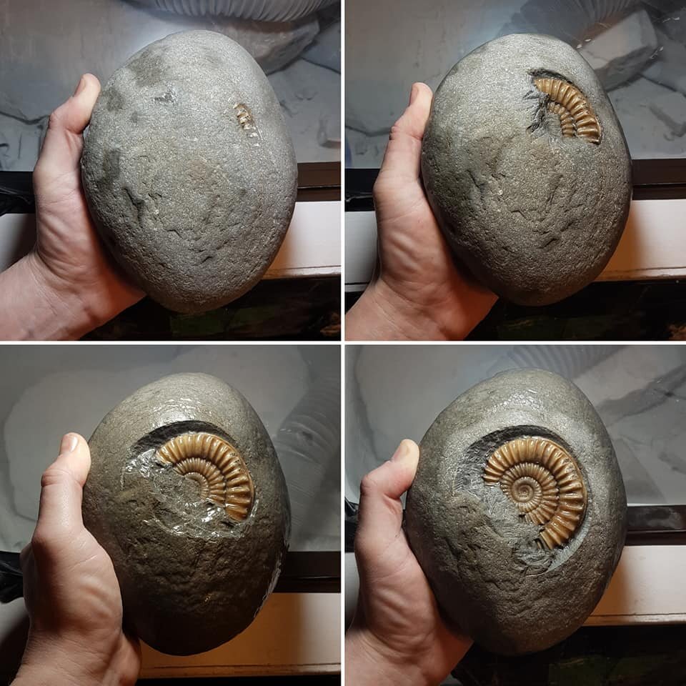 ammonite nodule in stages of fossil preparation, prepared using dolomite air abrasive powder and the zoic chicago air pen air scribe. Ammonite gradually being revelaed from the nodule