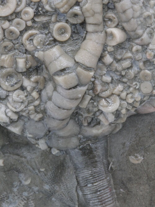 fossil crinoid sea lily america american usa air abrasive powder dolomite aluminium oxide aluminum