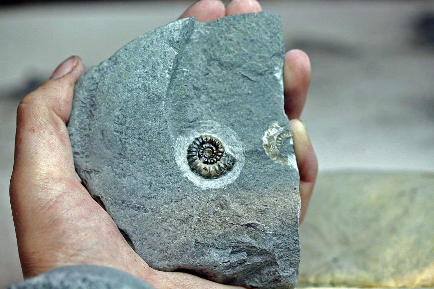 ammonite fossil finished fossil preparation prep promicroceras lyme regis using only an air scribe no air abrasive