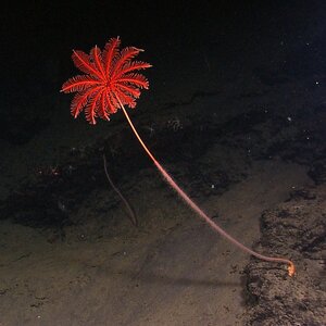 Living crinoid sea lily