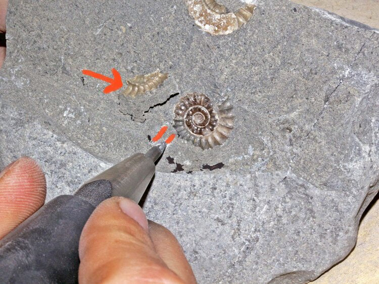 Using an air pen to expose the outer whorls of an ammonite zoic t rex in action air scribe fossil preparation