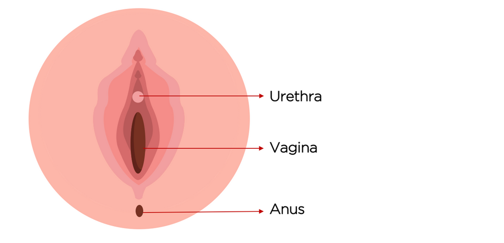 You asked, we answered: Why can't I control when I pee when I have a tampon  in?