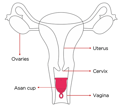 menstrual cup position