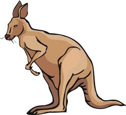 a kangaroo