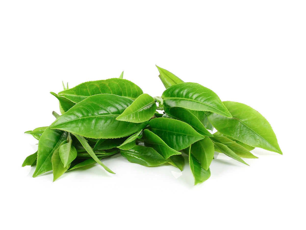 A pile of green tea leaves on a white background.