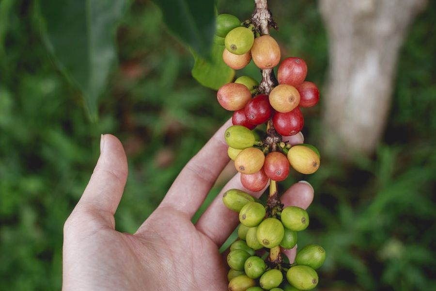 Kona coffee fruit