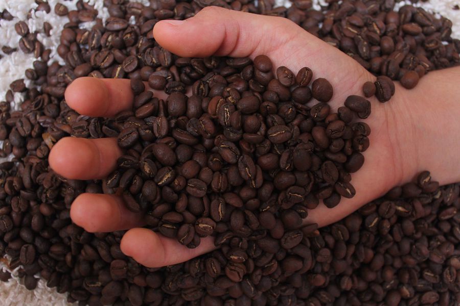 Hands full of coffee beans