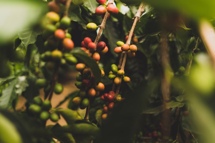 Hawaiian coffee farms bearing fruits