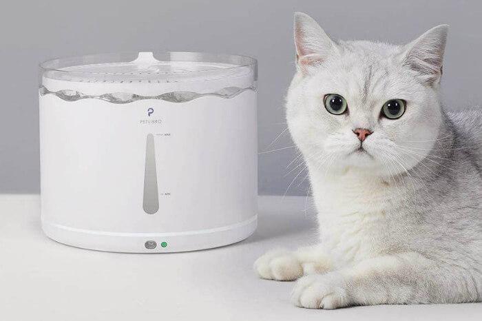 auto feeders for cats