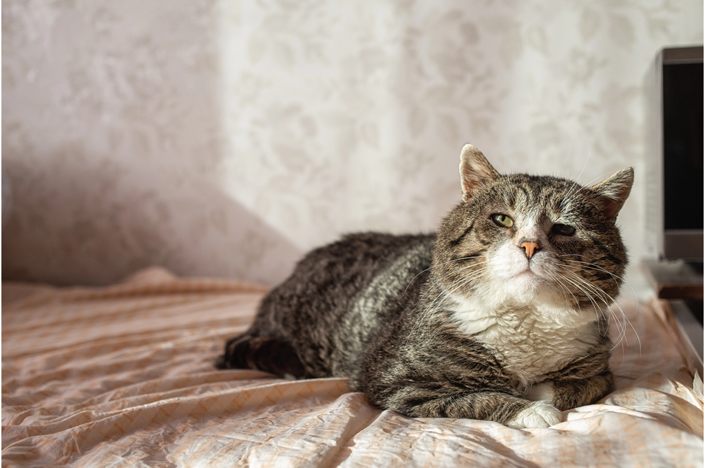 PETLIBRO：How Long Do Cats Live?Affecting Feline Lifespan and Tips for Prolonging Their Lives