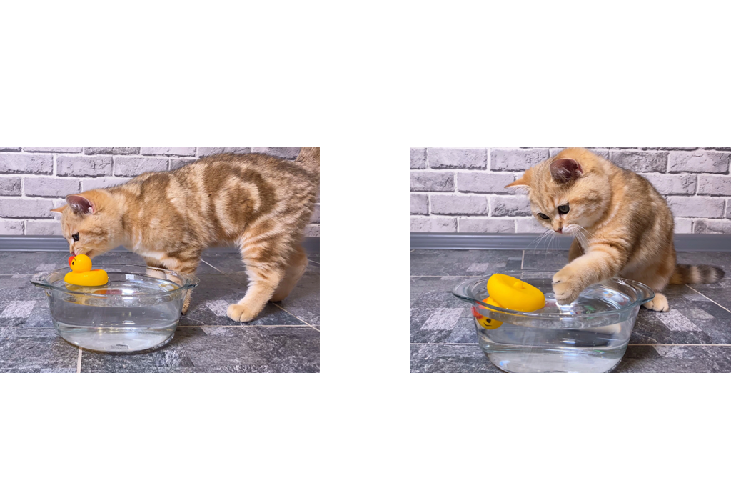 PETLIBRO Why do cats dip their paws in water?