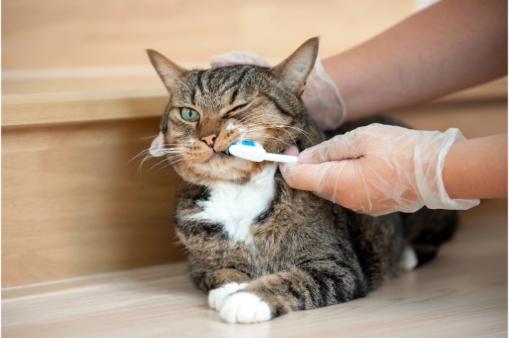 PETILBRO：The Ultimate Guide to Brushing Your Cat's Teeth