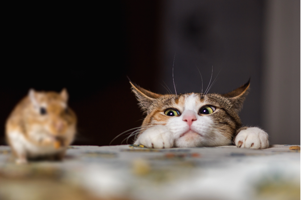 PETLIBRO:Do Cats Eat Mice? Understanding the Natural Hunting Instincts of Cats