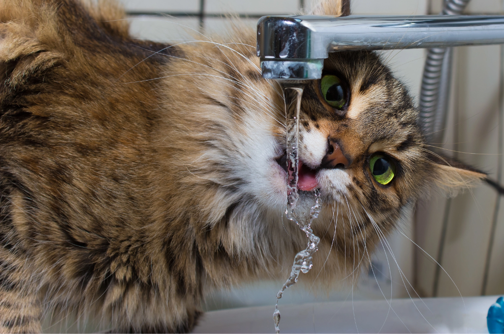 PETLIBRO Why Your Cat is Drinking So Much Water