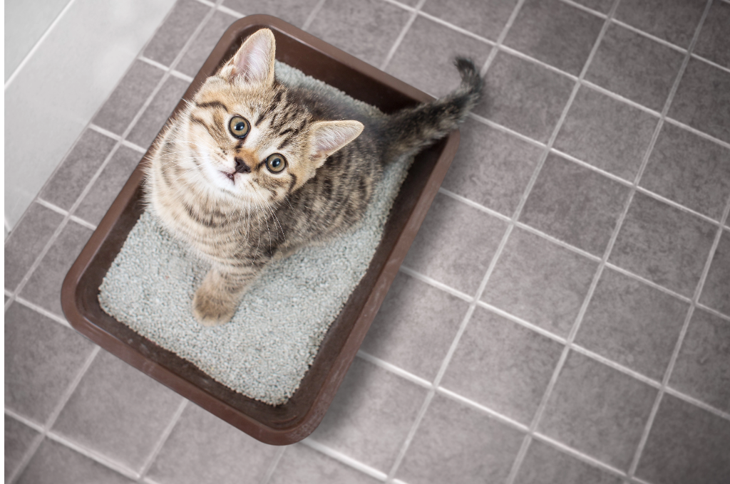 PETLIBRO:Why is My Cat Pooping on the Floor?