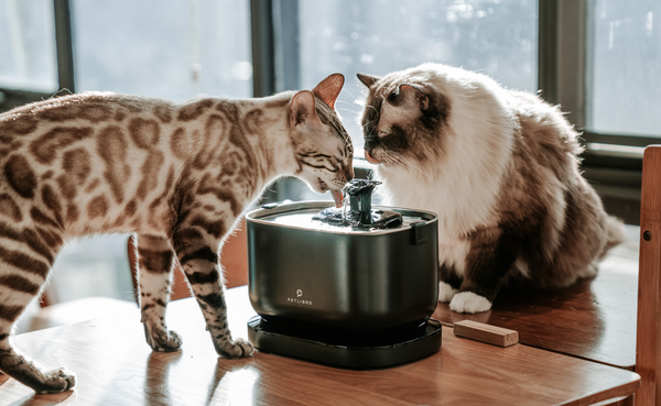 How often should you change your pet's water?