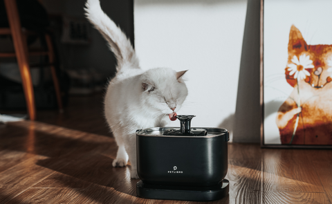 Cat Water Fountain Maintenance