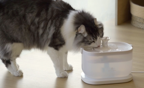 Pet Water Fountain