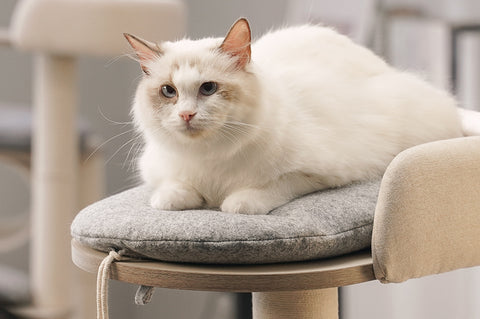 wooden cat tree