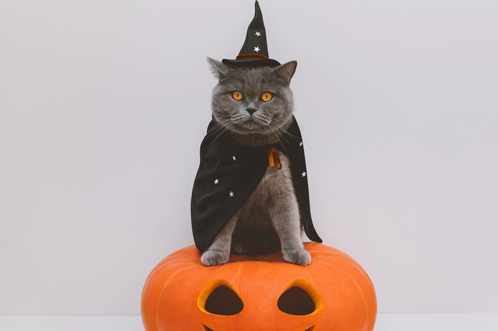 PETLIBRO HALLOWEEN 2