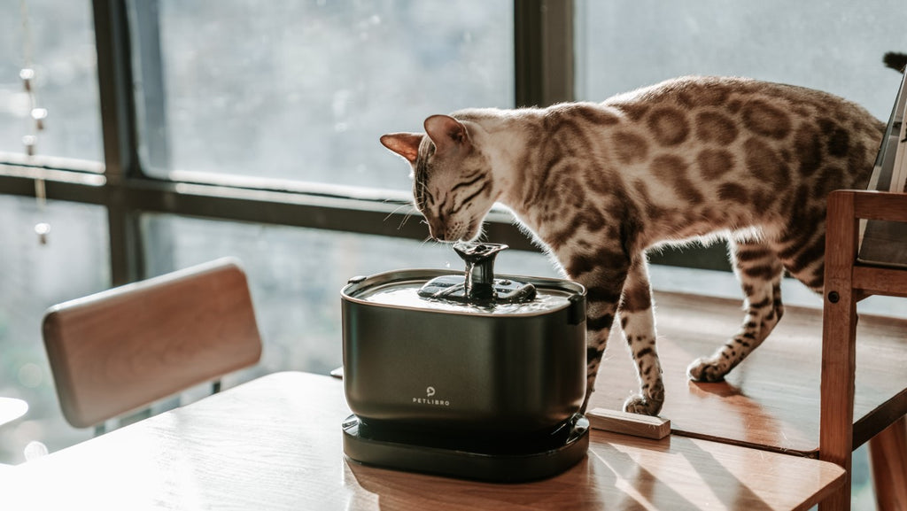 Automatic Feeder and Water Fountain 