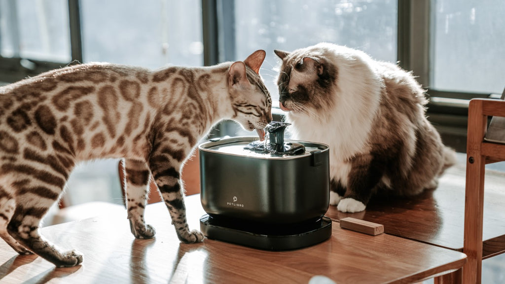 Signs of Dehydration in Cats: How to Spot and Prevent It?