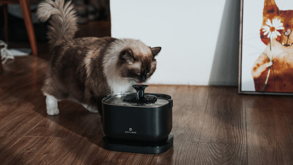 Can I Leave My Cat with a water foutain for a Week?