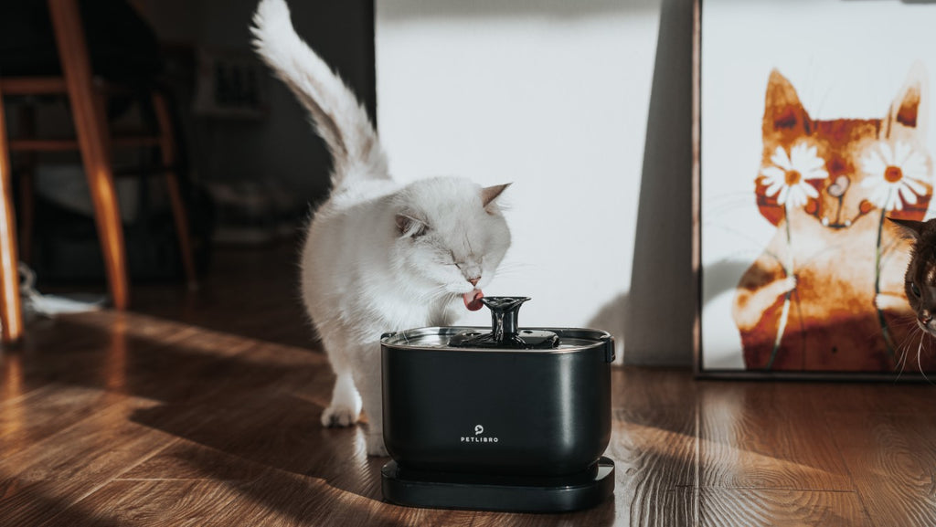 Do Cat Fountains Use a Lot of Electricity