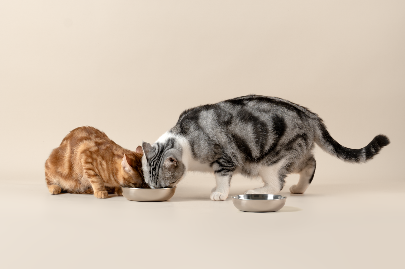 4 Essential Cat Feeding Tips for Multi-Pet Families