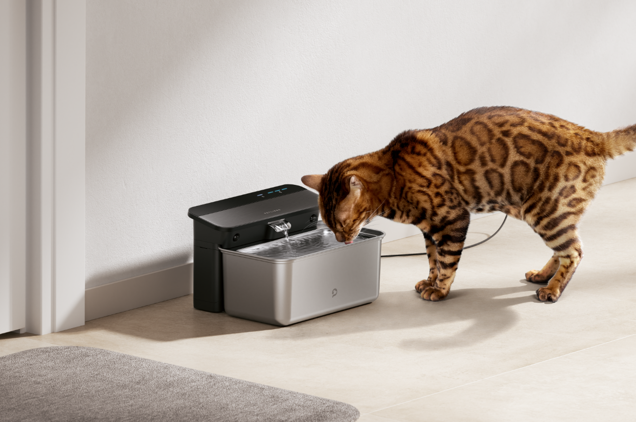 PETLIBRO:Pure Hydration – Why Your Cat Deserves Clean Water