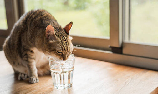 Cat drinking water