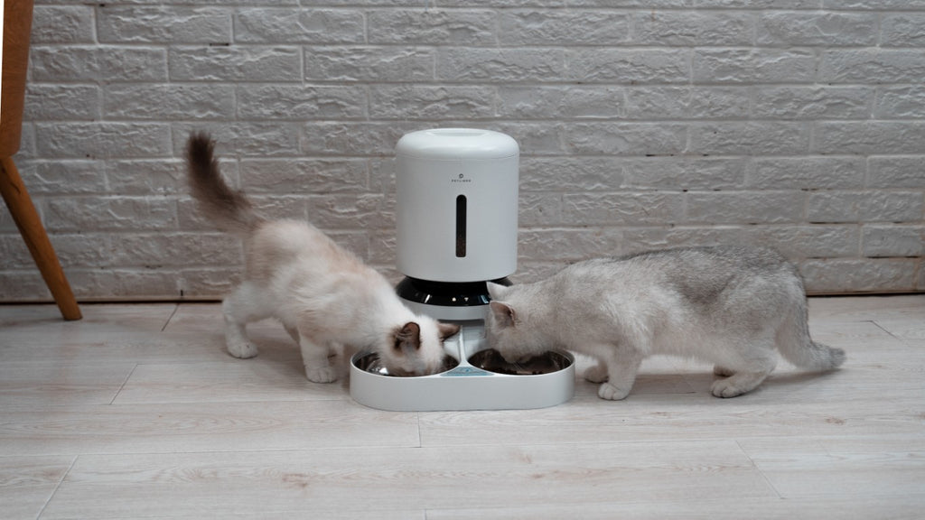 Main Consideration for Automatic Feeder