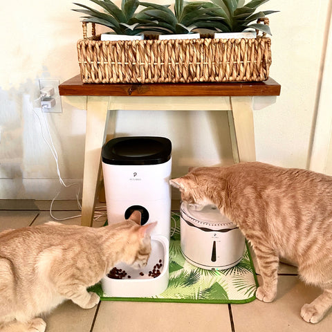 Automatic Feeder and Fountain