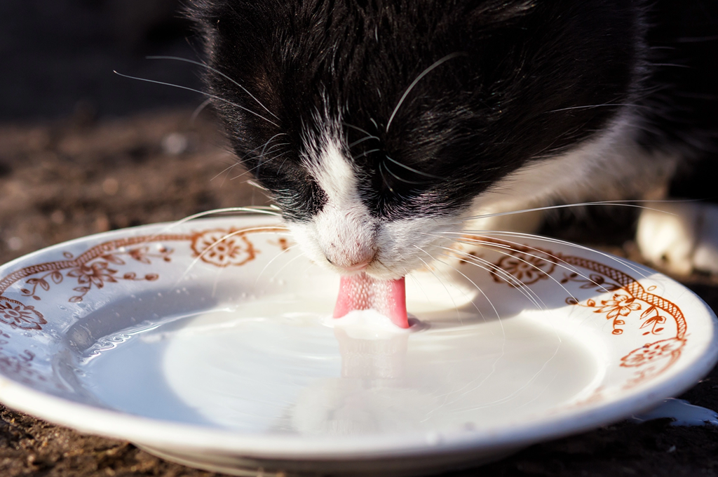 can cats drink milk？