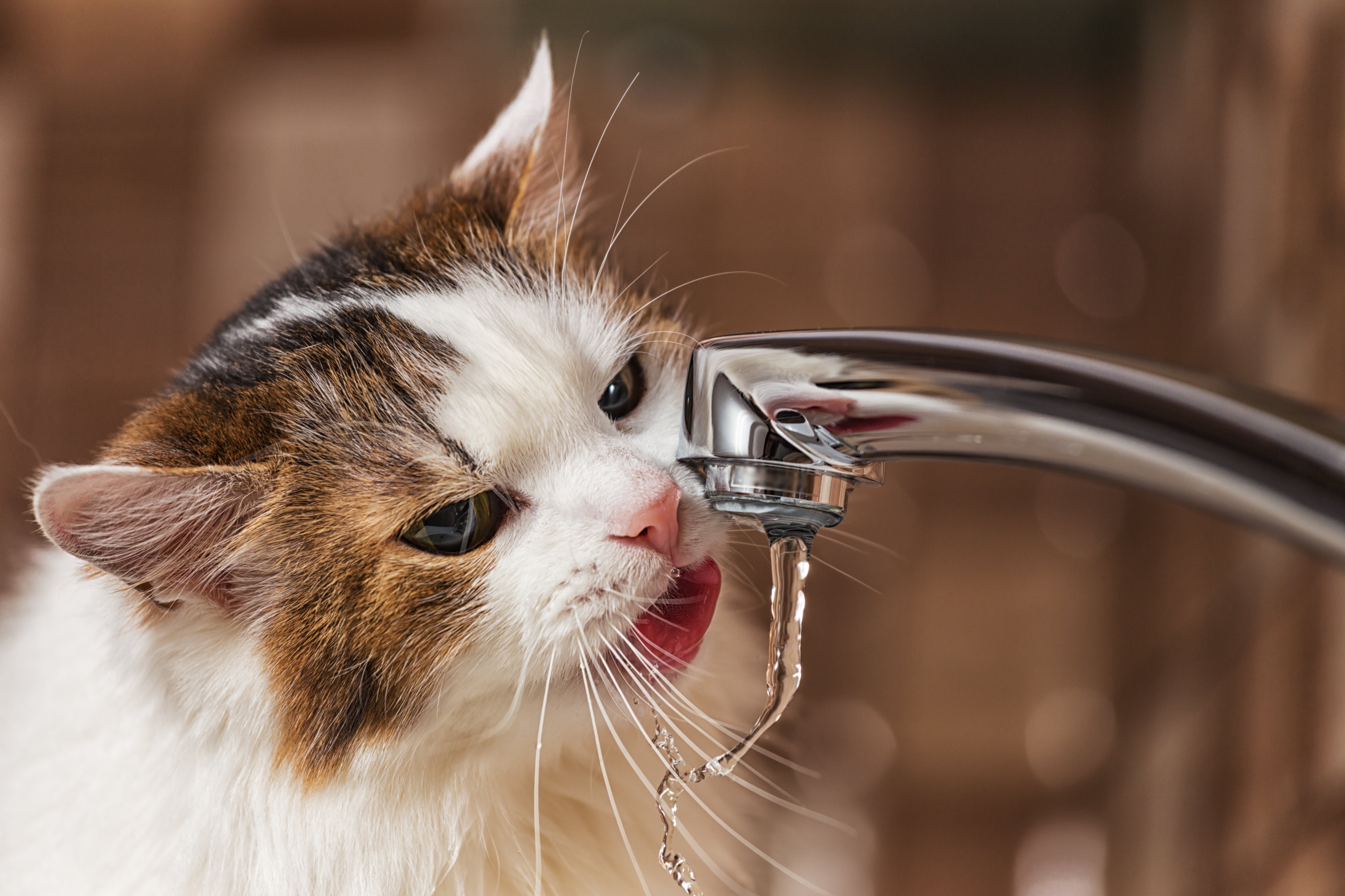 PETLIBRO Reasons Why Your Cat Should Drink More Water