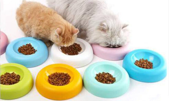 Cat Feeding Tips