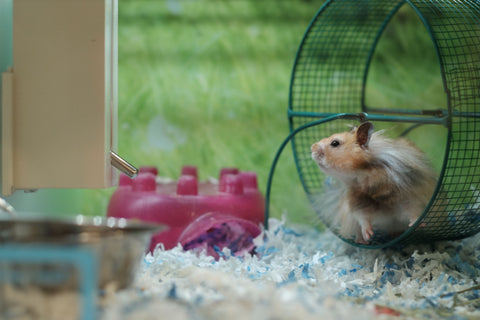 Hamster on a wheel not moving looking away