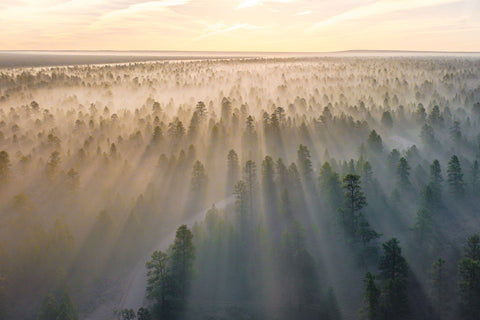 Misty Tree Tops with the sun coming up