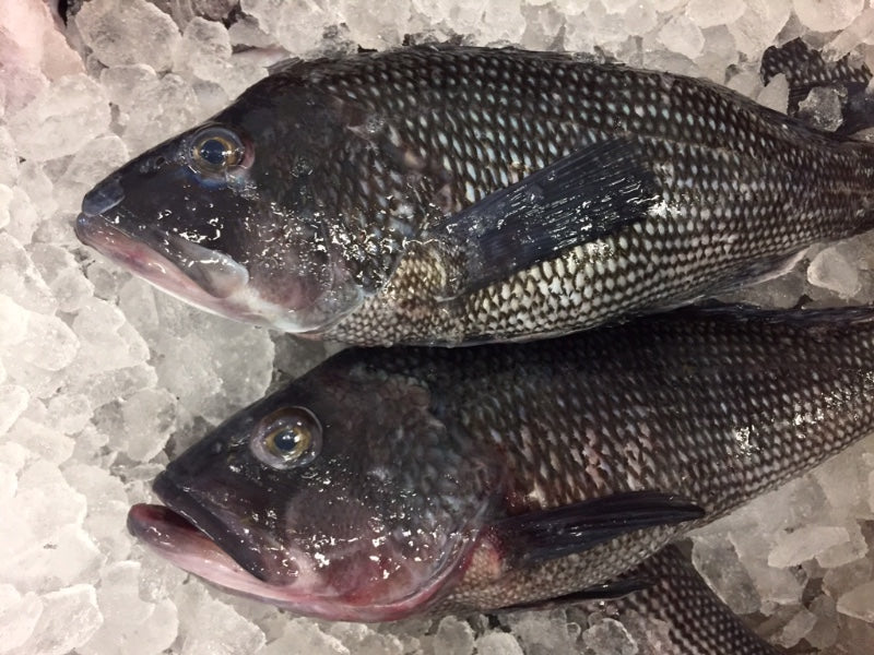 black bass fish