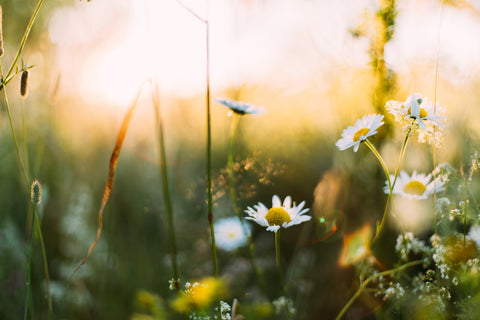 des marguerites au coucher du soleil fleurs symboliques de litha